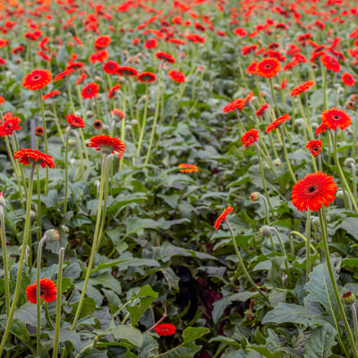 Gerberas