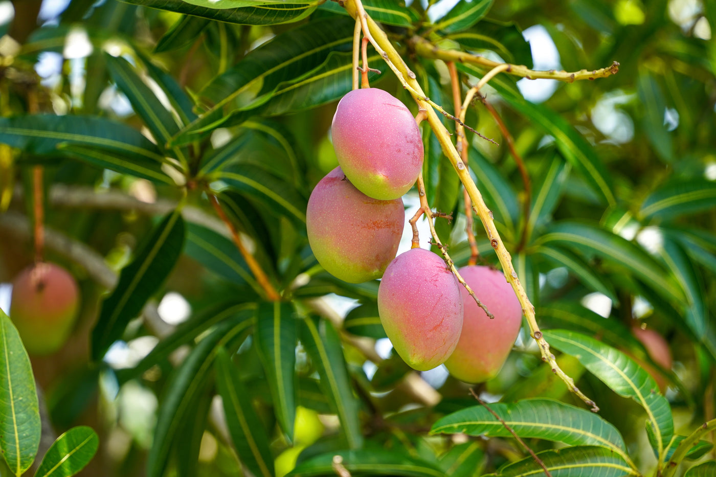 Cultivos: Mango