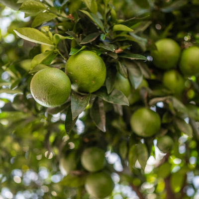 Limón