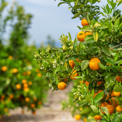 Mandarina
