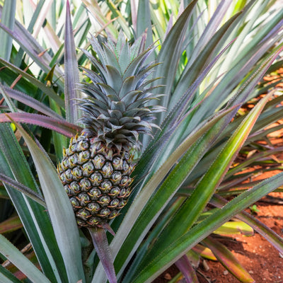 Piña