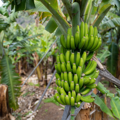 Plátano