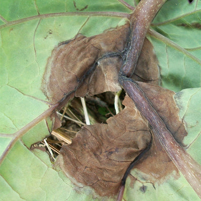 Enfermedad: Gota en tomate de árbol
